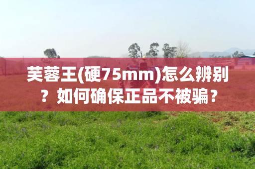 芙蓉王(硬75mm)怎么辨别？如何确保正品不被骗？